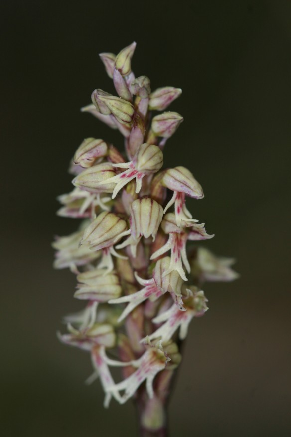 Orchis (Neotinea) intacta dalla sardegna